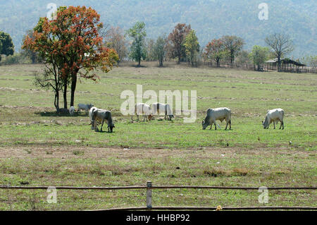 Cibo, aliment, agricoli, colore, albero, animale mammifero, legno, asia Foto Stock