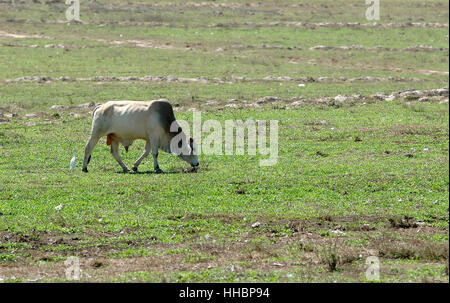 Cibo, aliment, agricoli, colore, albero, animale mammifero, legno, asia Foto Stock