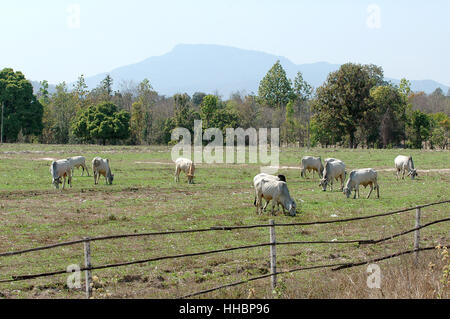 Cibo, aliment, agricoli, colore, albero, animale mammifero, legno, asia Foto Stock