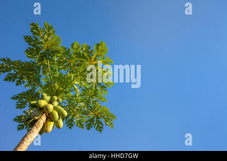 Albero di papaia, Carica papaya, crescendo come coltivati in remoto, Sabah Borneo Foto Stock