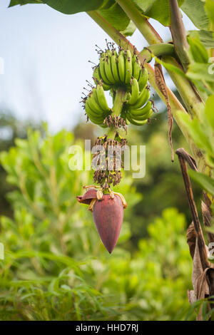 Le banane che cresce sull'albero o pianta, come parte del raccolto in contanti, rurale Borneo, mostrando il fiore Foto Stock