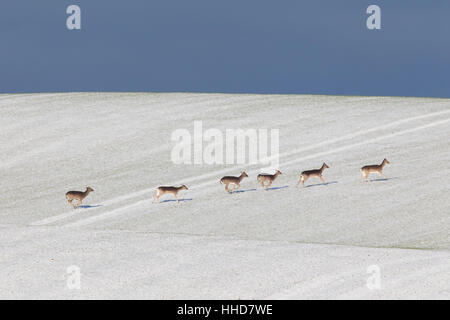 Daini (Cervus dama, Dama Dama) sei persone in fuga di una coperta di neve campo, Schleswig-Holstein, Germania Foto Stock