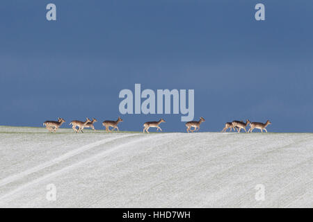 Daini (Cervus dama, Dama Dama) gruppo in fuga di una coperta di neve campo, Schleswig-Holstein, Germania Foto Stock