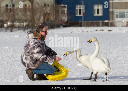 Alimentazione uomo coppia di Whooper Swan (Cygnus cygnus) sul lago afrozen intown di Reykjavic, Islanda Foto Stock