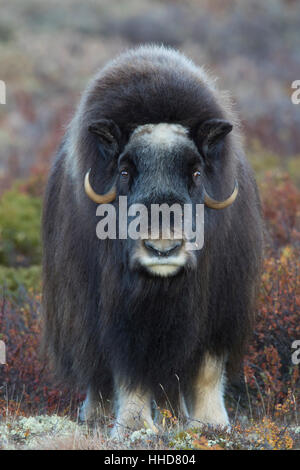 Musk Ox bull (Ovibos moschatus), mucca frontale, sul Fjaell, Dovre Fjael, Sunndalsfjella National Park, Norvegia Foto Stock