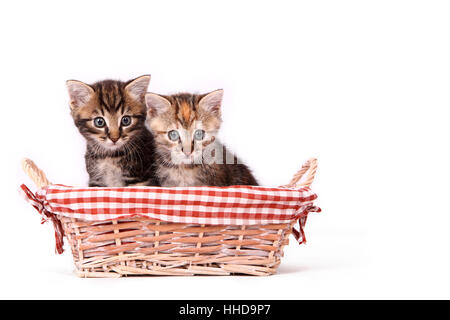 Europaeisch Kurzhaar. Due cuccioli (6 settimane di età) seduto in un cesto di vimini. Studio Immagine contro uno sfondo bianco Foto Stock