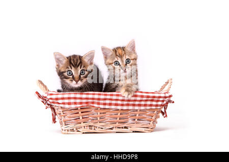 Europaeisch Kurzhaar. Due cuccioli (6 settimane di età) seduto in un cesto di vimini. Studio Immagine contro uno sfondo bianco Foto Stock