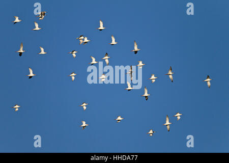 Spotted Redshank (Tringa erythropus), stormo di uccelli in inverno del piumaggio) , Nationalpark Waddensea, Germania Foto Stock