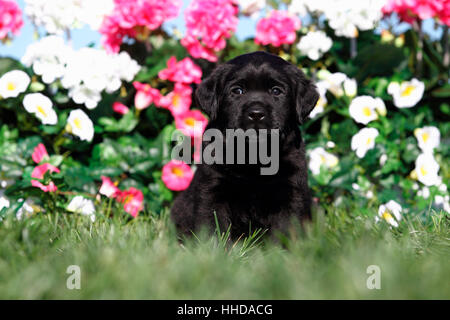 Il Labrador Retriever. Cucciolo nero seduto davanti a fiori. Germania Foto Stock