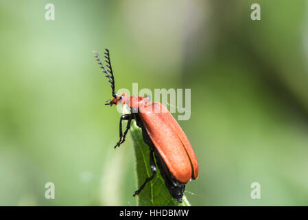 Un Cardinale Beetle su una foglia stelo Foto Stock