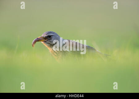 Allodole Cesene Beccacce ( Turdus pilaris ), uccello seduto a terra, erba, con vite senza fine, preda nel suo becco, a basso punto di vista. Foto Stock