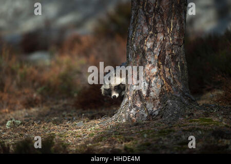 Cane procione / Marderhund ( Nyctereutes procyonoides ), comportamento reticente, nascosto dietro ad un albero, spiata con cautela. Foto Stock