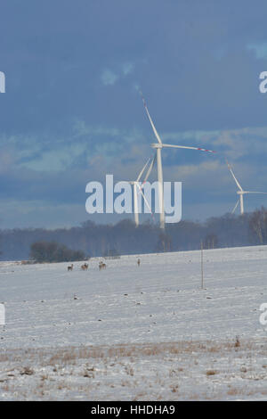 Campo invernale di turbine elettriche e cervi Foto Stock