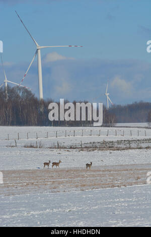 Campo invernale di turbine elettriche e cervi Foto Stock