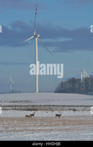 Campo invernale di turbine elettriche e cervi Foto Stock