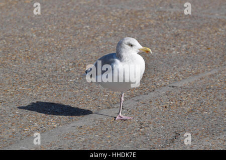 Aringa Gabbiano (Larus argentatus) in piedi su una gamba. Inghilterra del sud Foto Stock