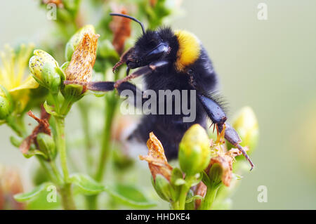 A Bumble Bee in fiore Foto Stock