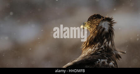 Portret di un bianco-tailed Eagle aka Sea Eagle con testa piume spinto fino in un ventoso giorno inverni con la neve cade verso il basso e il sole sull'uccello Foto Stock