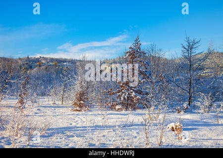 Il freddo inverno pieno di sole giorno, bella brina e il tempo sugli alberi. Foto Stock