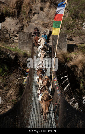 Pack cavalli sulla loro strada giù per attraversare un ponte di filo, Tzum Valley, Nepal Foto Stock