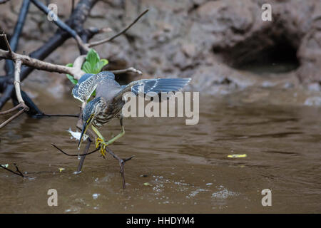 Adulto airone striato (Butorides striata) pescare un pesce in Nauta Cano, Superiore Amazzonia, Loreto, Perù Foto Stock