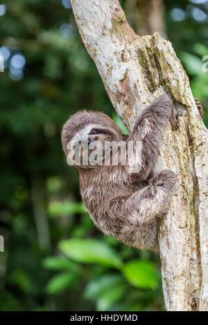 Un captive pet marrone-throated sloth (Bradypus variegatus), San Francisco Village, Loreto, Perù Foto Stock