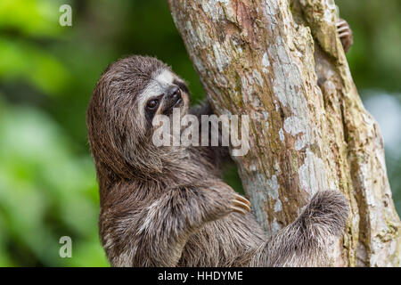 Un captive pet marrone-throated sloth (Bradypus variegatus), San Francisco Village, Loreto, Perù Foto Stock
