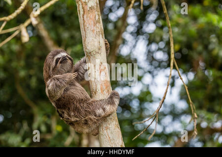 Un captive pet marrone-throated sloth (Bradypus variegatus), San Francisco Village, Loreto, Perù Foto Stock