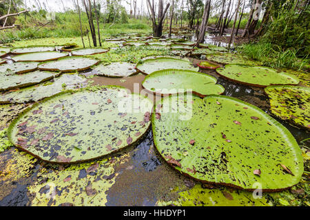 Victoria water lilies (Victoria amazonica), Puerto Miguel, Superiore Amazzonia, Loreto, Perù Foto Stock