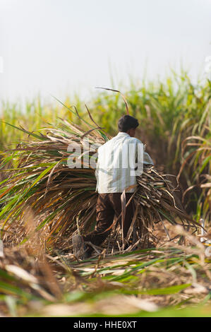 Un uomo raccoglie la canna da zucchero in Uttarakhand, India Foto Stock