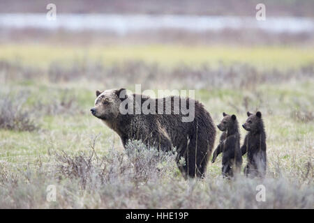 Orso grizzly sow e due cuccioli dell'anno o a molla permanente del cubs, il Parco Nazionale di Yellowstone, Wyoming USA Foto Stock