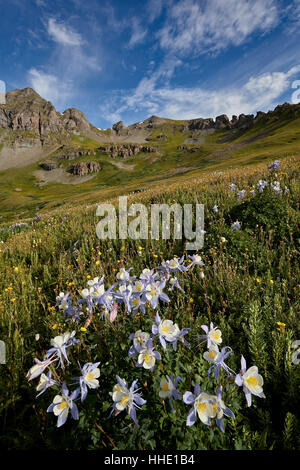 Blu (columbine columbine Colorado) (Aquilegia coerulea) in una conca alpina, San Juan National Forest, Colorado, STATI UNITI D'AMERICA Foto Stock