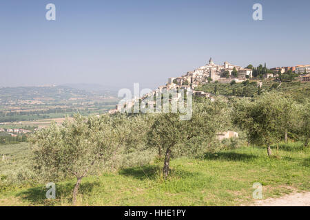 Uliveto vicino a Trevi in Val di spoleto, Umbria, Italia Foto Stock