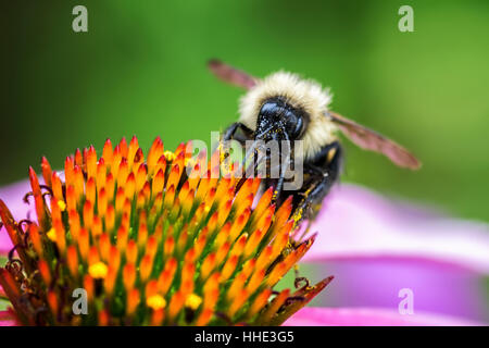 Un'ape assaporerete il polline di un fiore con orange stami. Foto Stock