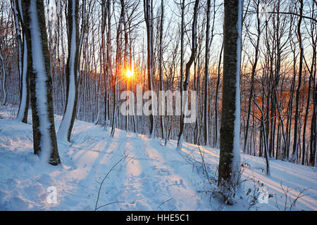 Sun in snow cowered forest Foto Stock