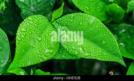 Verde di foglie bagnato in primo piano Foto Stock