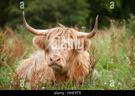 Highland mucca in Scozia. Foto Stock