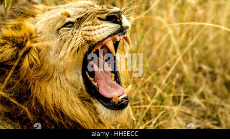 Un'immagine con un leone ruggente Foto Stock