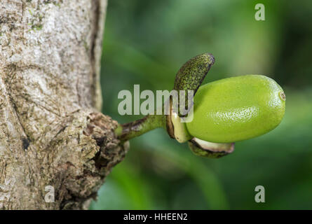 Calabash tree (Crescentia cujete) con frutta, la foresta pluviale amazzonica Canande Fiume Riserva Naturale, Choco foresta, Ecuador Foto Stock
