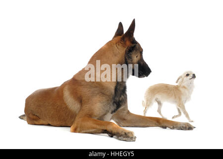 Ritratto di un grazioso cucciolo di razza chihuahua e malinois davanti a uno sfondo bianco Foto Stock