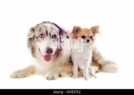 Ritratto di riproduttori di razza Border Collie e chihuahua davanti a uno sfondo bianco Foto Stock