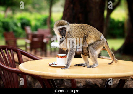 Monkey con un bimbo a bere da una tazza Foto Stock