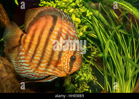 Ritratto di discus pesci (Symphysodon discus) in un acquario Foto Stock