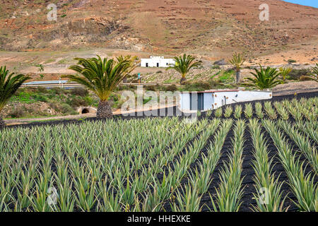 Coltivate piante di aloe in una fattoria Fuerteventura Isole Canarie Spagna Foto Stock