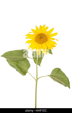 Bel colore giallo girasole rivolta verso la mano superiore isolato su bianco Foto Stock