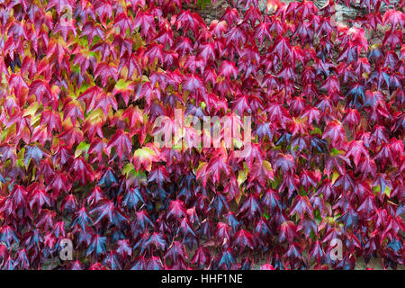 Parthenocissus tricuspidata. Red Boston Ivy / superriduttore giapponese le foglie in autunno Foto Stock