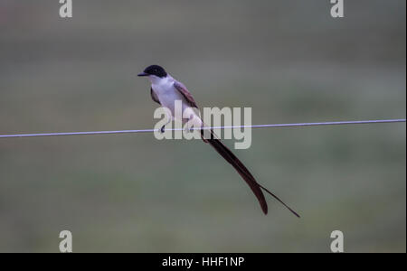 Forcella tailed flycatcher appollaiato sul filo di spintore in Brasile Foto Stock