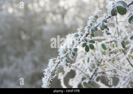 Rubus fruticosus. Blackberry bush coperti in una trasformata per forte gradiente frost nella campagna inglese Foto Stock