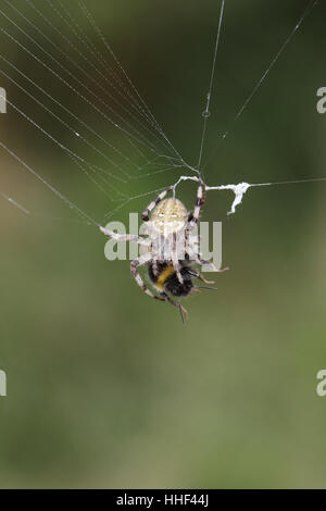 Quattro spot Orb-weaver (Arenus quadratus) - un ragno che ha catturato un bumblebee nel suo web Foto Stock