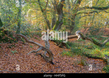 Tappeto di foglie in autunno con il sole che splende attraverso gli alberi Foto Stock